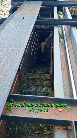 Boiadeiro/fazenda