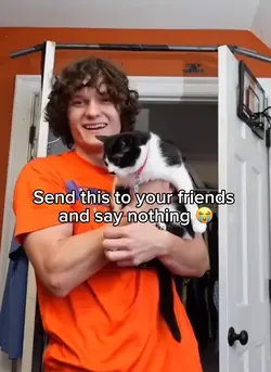 Cats hold me 