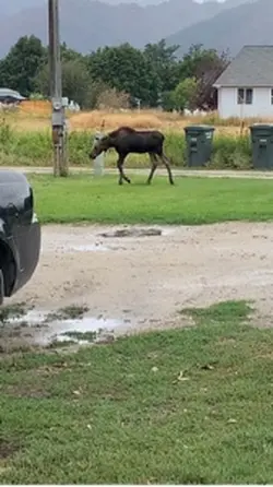 Wildlife 