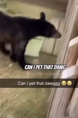 Pet that dawg