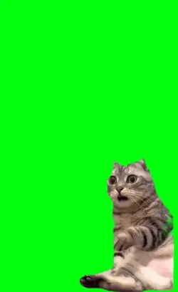 gangster cat