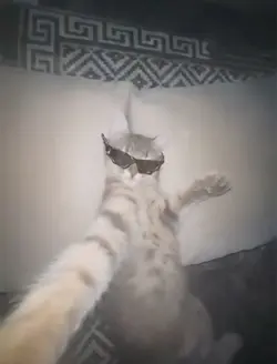 Cat velocity 