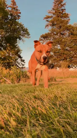 Smooth Slowmo