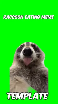 Raccoon Eating Meme