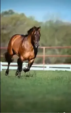 this stallion 🙌🙌