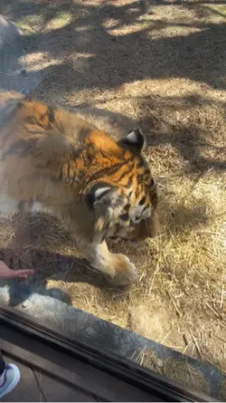 Tiger 🐯 