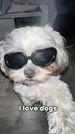 Funny pics of pets 