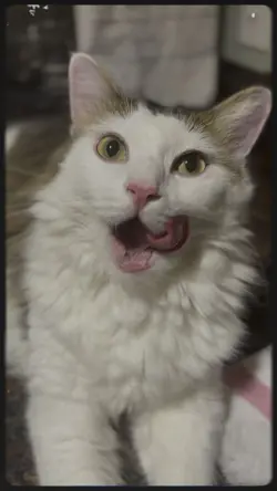 Rescue cat Derby 