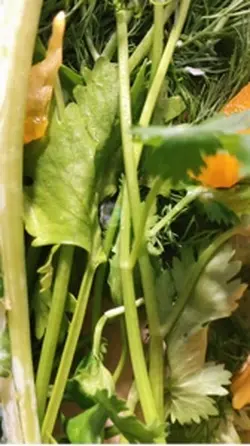 Juice Myth#1