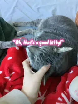 Said evil kitty 