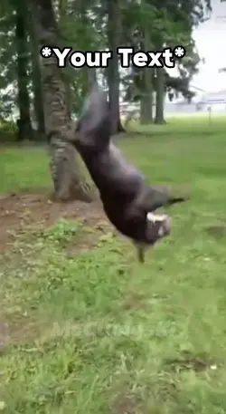 Do A Flip Meme
