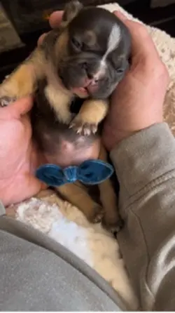 Puppy