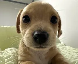 Cachorro falante 