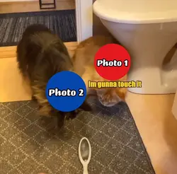 Cats talking meme