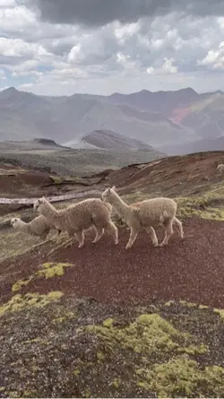 Alpacas in the snow 
