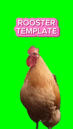 Rooster Template 