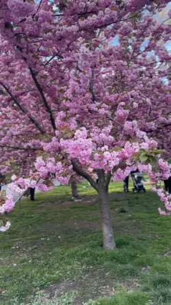 Pink Picnic Ideas
