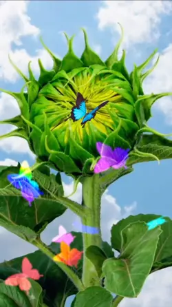 Born toward the sun