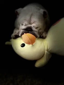 After your Heart Dog