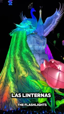 Wild lanterns 