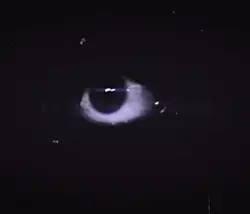 Angry munci T-T