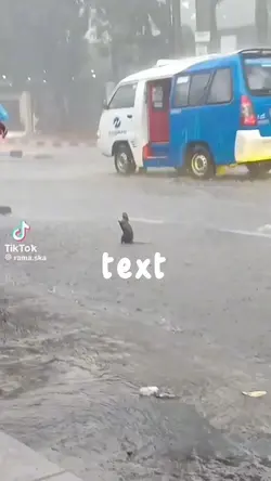 rat in the rain