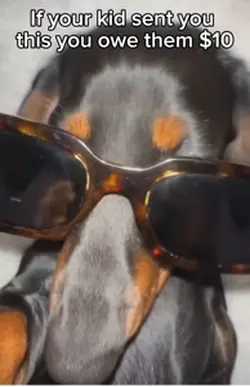 Money Dog 