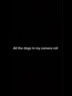 Dogs in my camera