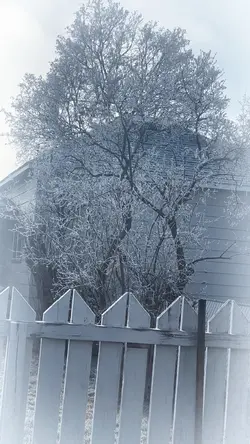 Hore Frost Winter 🥶