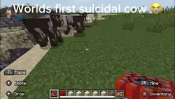 Suicidal cow 