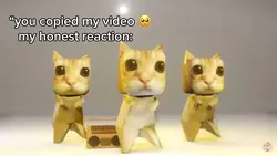 el gato 😍😍😍