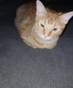 Microwave Cat