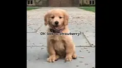A strawberry!