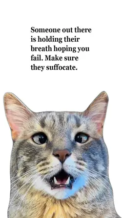 CatMeme🫶🏽