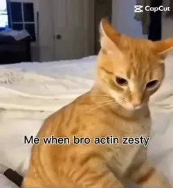 Ginger cat