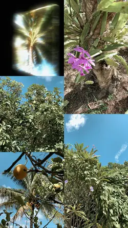 PhotoCollage & Video
