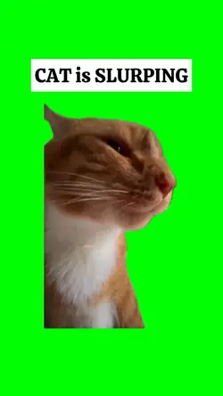 CAT IS SLURPING 
