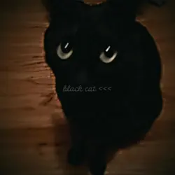gato preto >>>