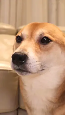 Happy dog