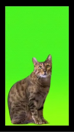  cat green screen 