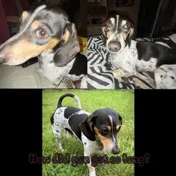 Weenie dog template