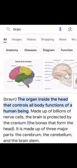 Brain