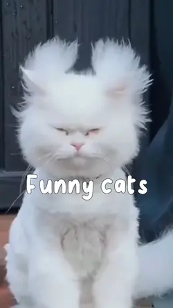 funny cats