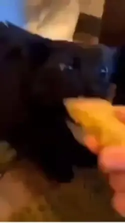 Cute cat meme
