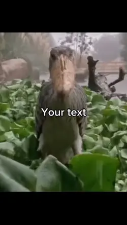 Bird in the rain