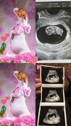 cachorrinha grávida 