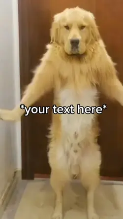 Dog dancing 