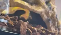 Lepord gecko 
