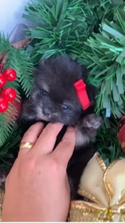Fofuras de Natal