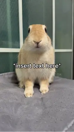 Cute Bunny